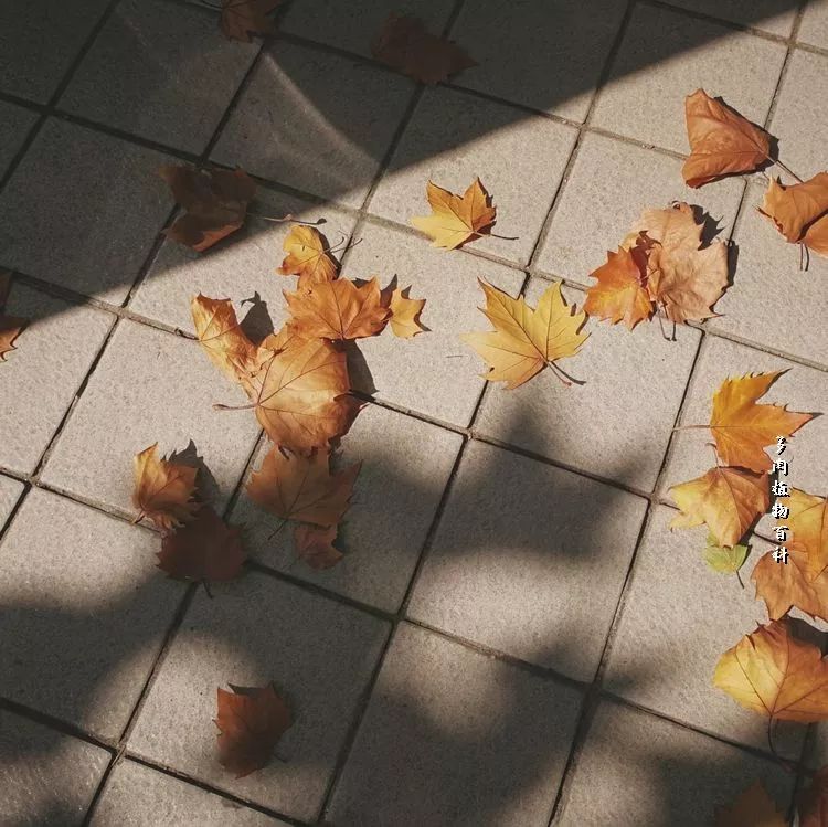 与多肉作伴,与多肉相伴的视频