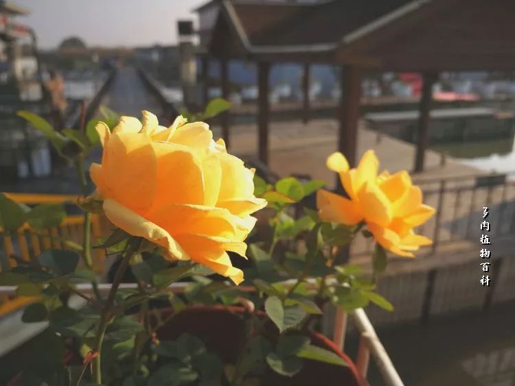 与多肉作伴,与多肉相伴的视频