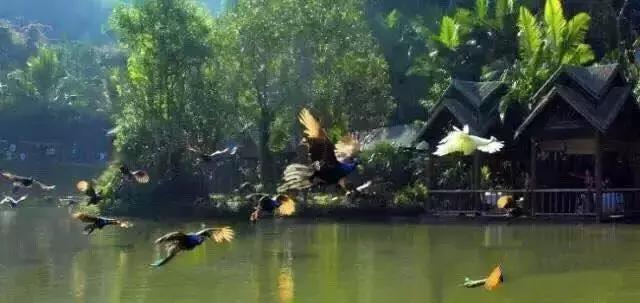 多彩的西双版纳,多彩云南版纳