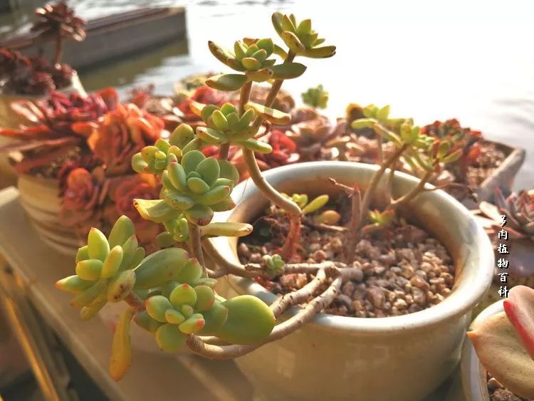 与多肉作伴,与多肉相伴的视频