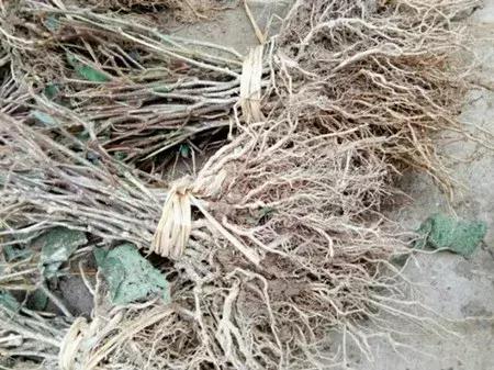 最新农产品供求信息,大农圈最新文章