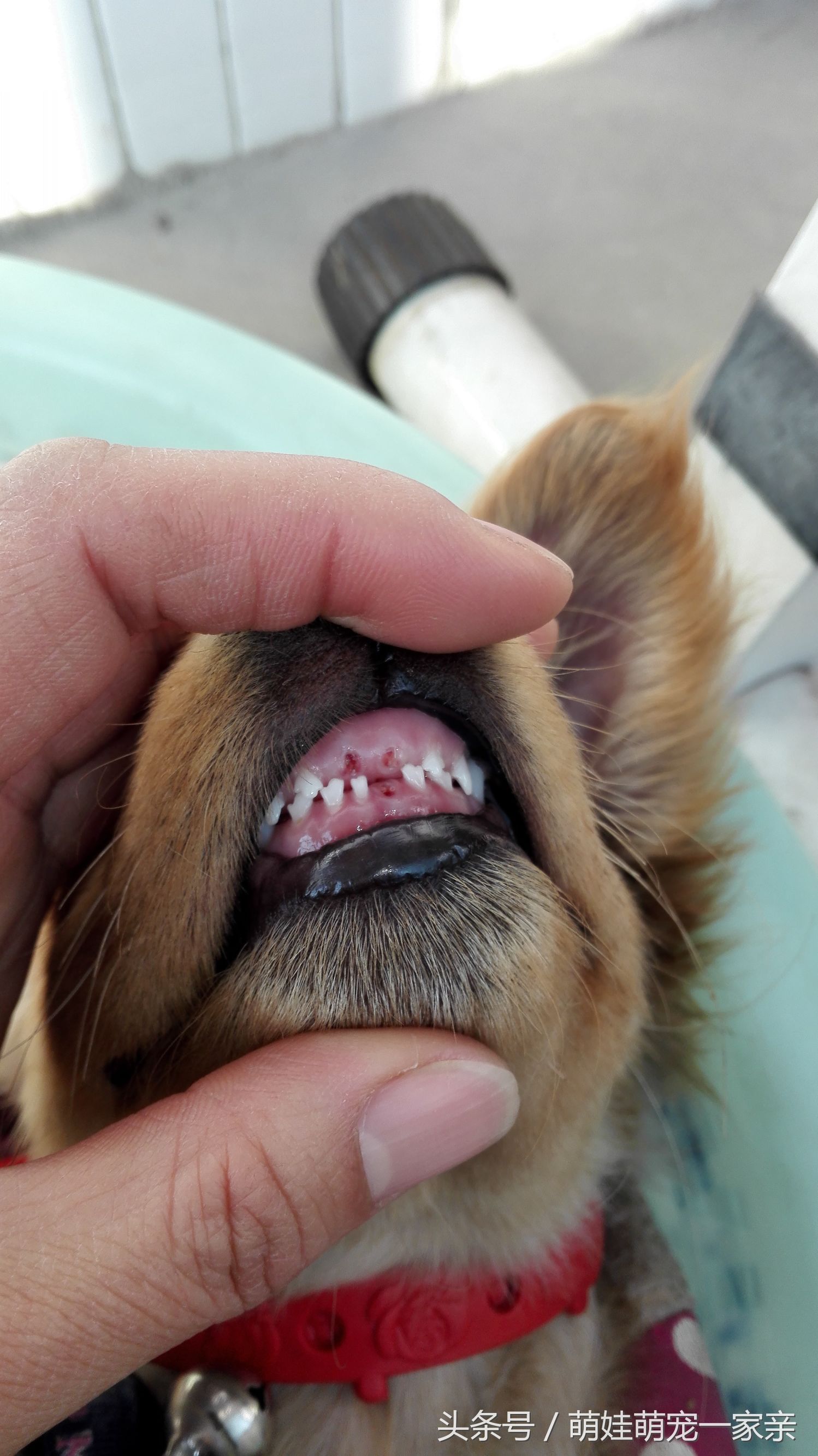 狗狗换牙是从门牙开始的吗,五个月狗狗门牙掉了是在换牙吗