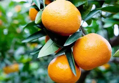 武汉市东西湖区柑橘采摘园,武汉采摘园橘子