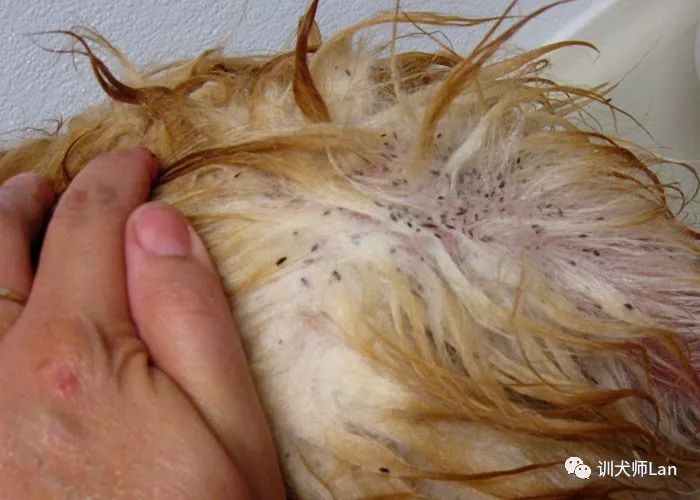 家中的宠物有跳蚤，怎样才能将它们一网打尽？