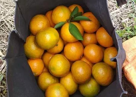 最新农产品供求信息,大农圈最新文章