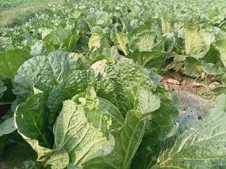 最新农产品供求信息,大农圈最新文章