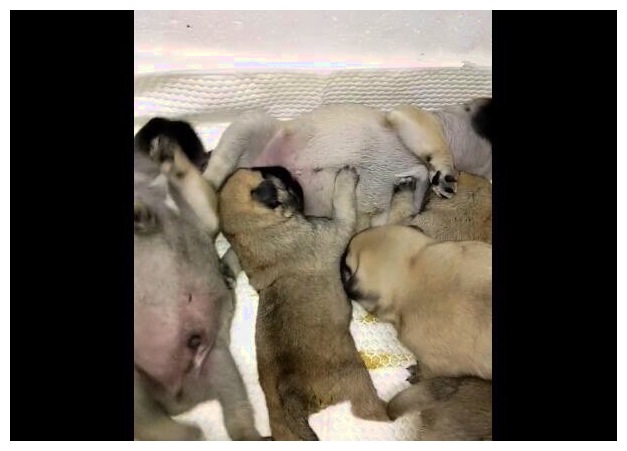 一群小狗找公狗要奶喝，主人一看怀疑人生：这是家丑啊！