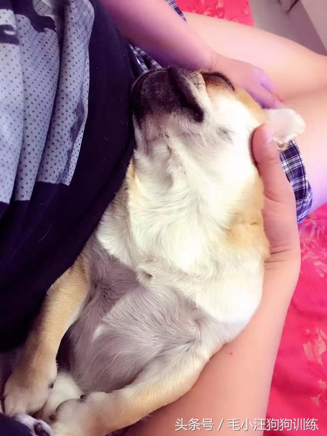 养了这么久的狗竟然又初恋了,养了多年的狗突然接近我