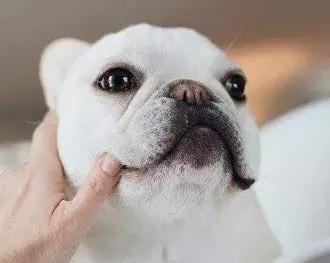 小法斗几月份是最难看的,小法斗比较瘦正常吗