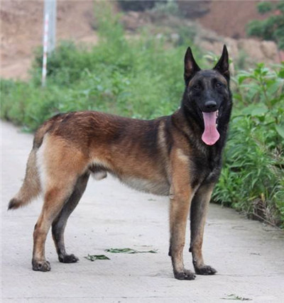 一岁的马犬胆小不听话怎么办？训练马犬不听话的方法及注意事项