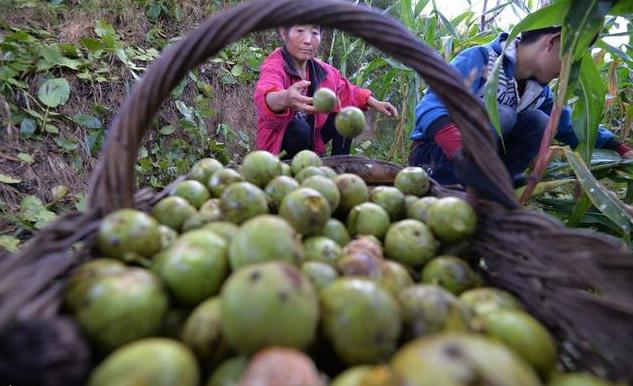 核桃种植不容易，农户大哥来教你，如何高产挣大钱