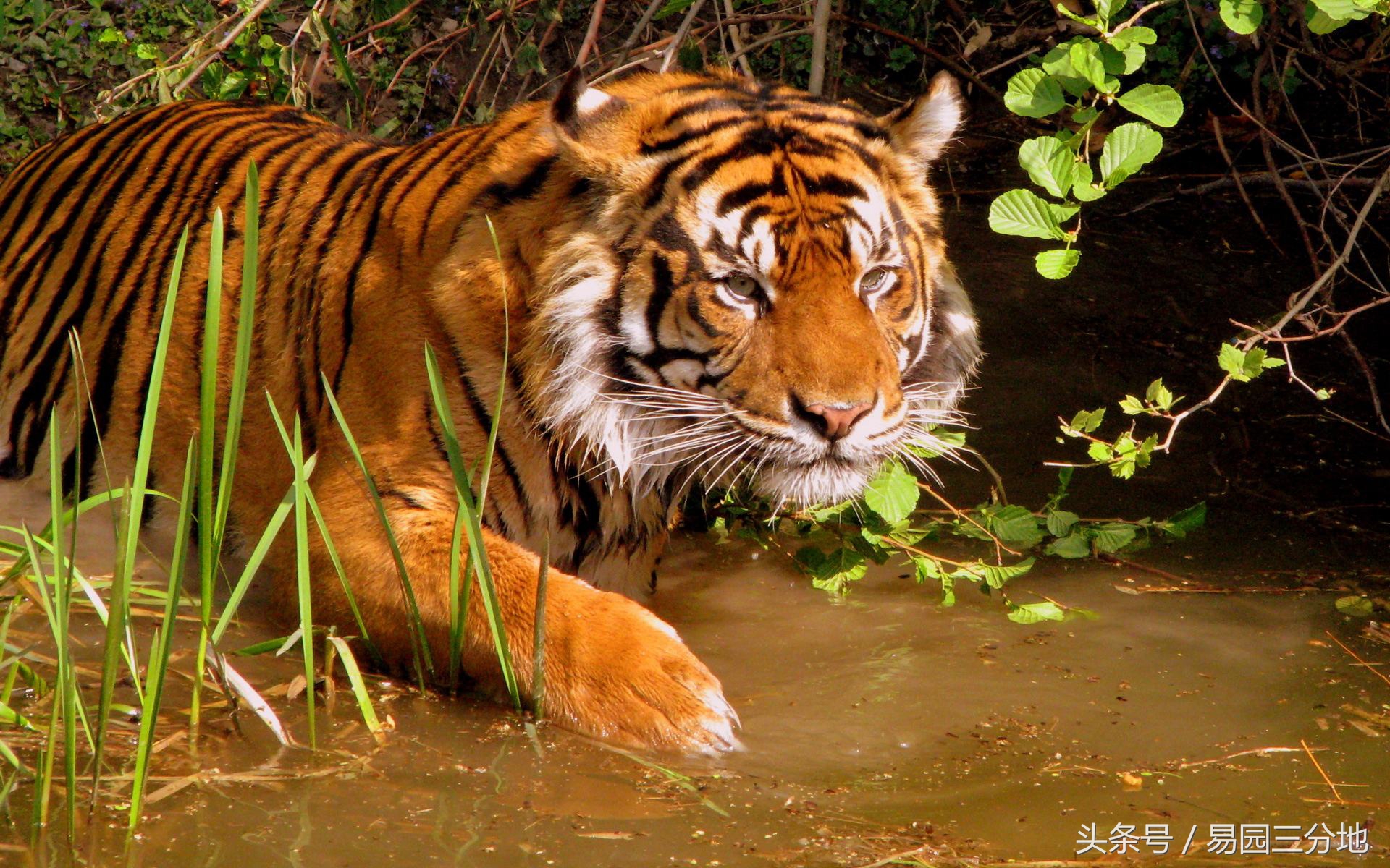 十二生肖论命之申猴,十二生肖生于各月运势