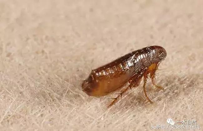 秋天昆虫图谱大全,室内常见昆虫图谱