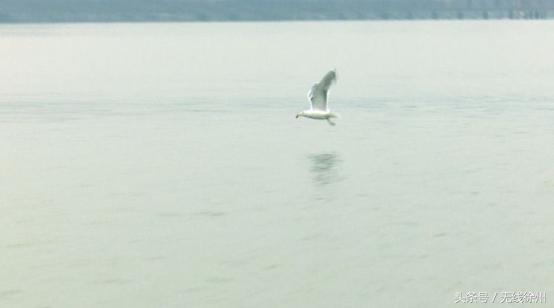 徐州为什么是候鸟栖息地,徐州候鸟