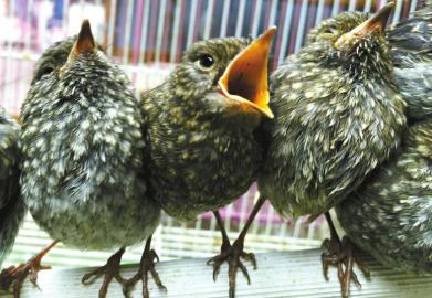 成都黄田坝鸟市在什么地方,非法交易野生鸟