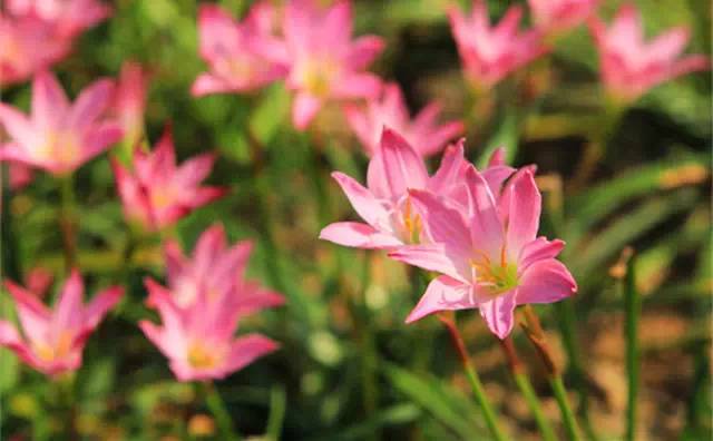 农村常见的100种植物,100种常见草本植物