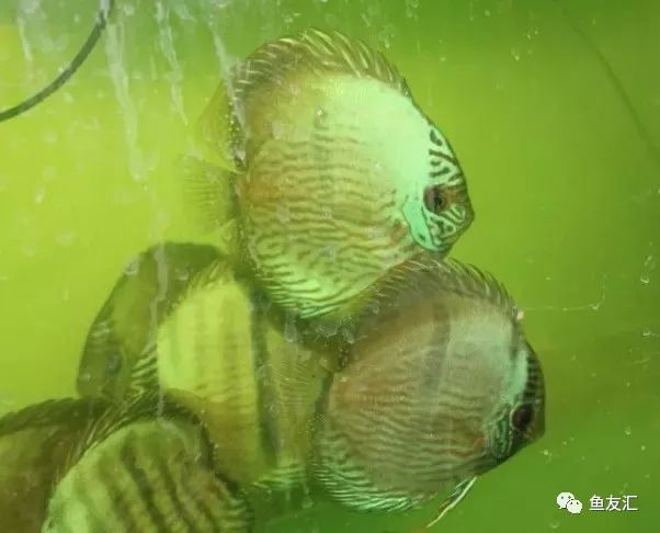 野彩和家彩的饲养区别,野彩到底好不好养