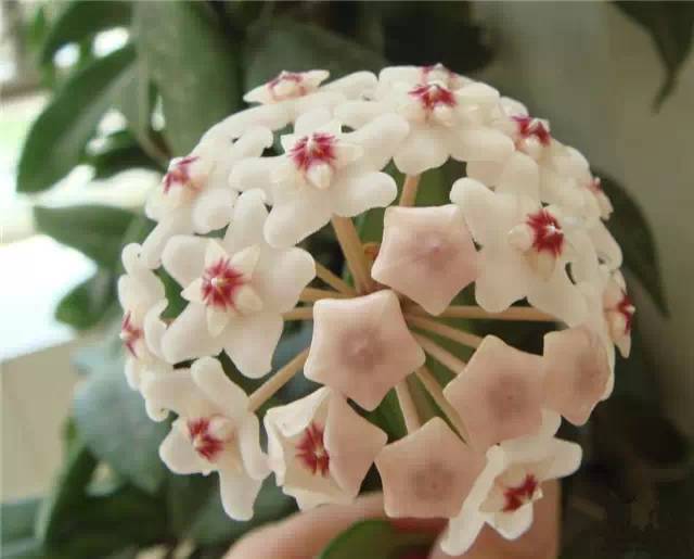 农村常见的100种植物,100种常见草本植物