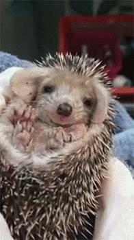 关于刺猬的问题有哪些,关于刺猬的生活常识