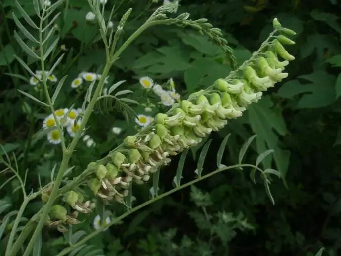 药材种植切忌盲目跟风,种植药材怎么才能赚钱