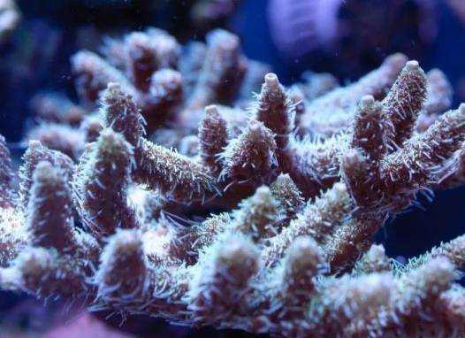 新手玩海缸教程,初学者玩海缸视频