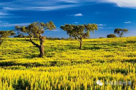 鲁冰花的故事,鲁冰花背后的故事