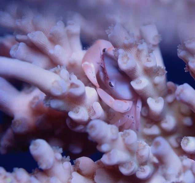 新手玩海缸教程,初学者玩海缸视频