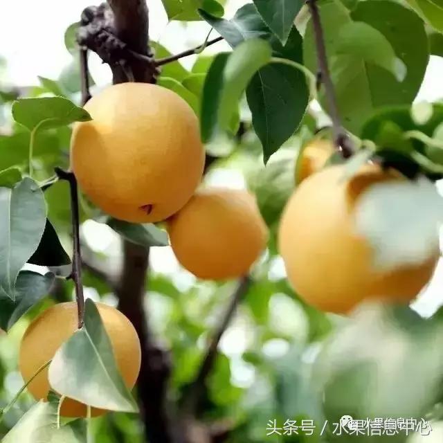 什么品种的梨子又大又甜水分又多,水果梨子产地