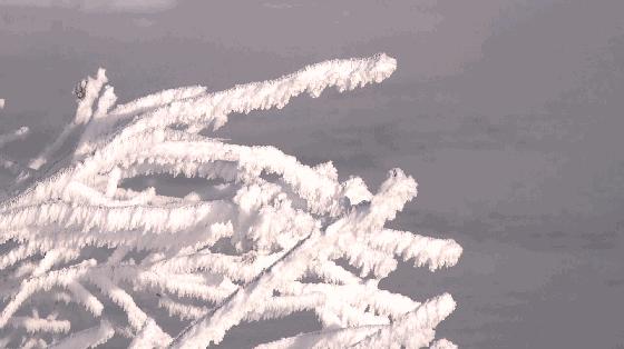 逊克雾凇美景,黑河市大平台雾凇旅游攻略