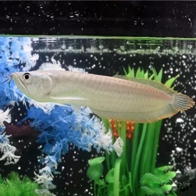 龙鱼常见疾病及治疗方法,龙鱼突发疾病