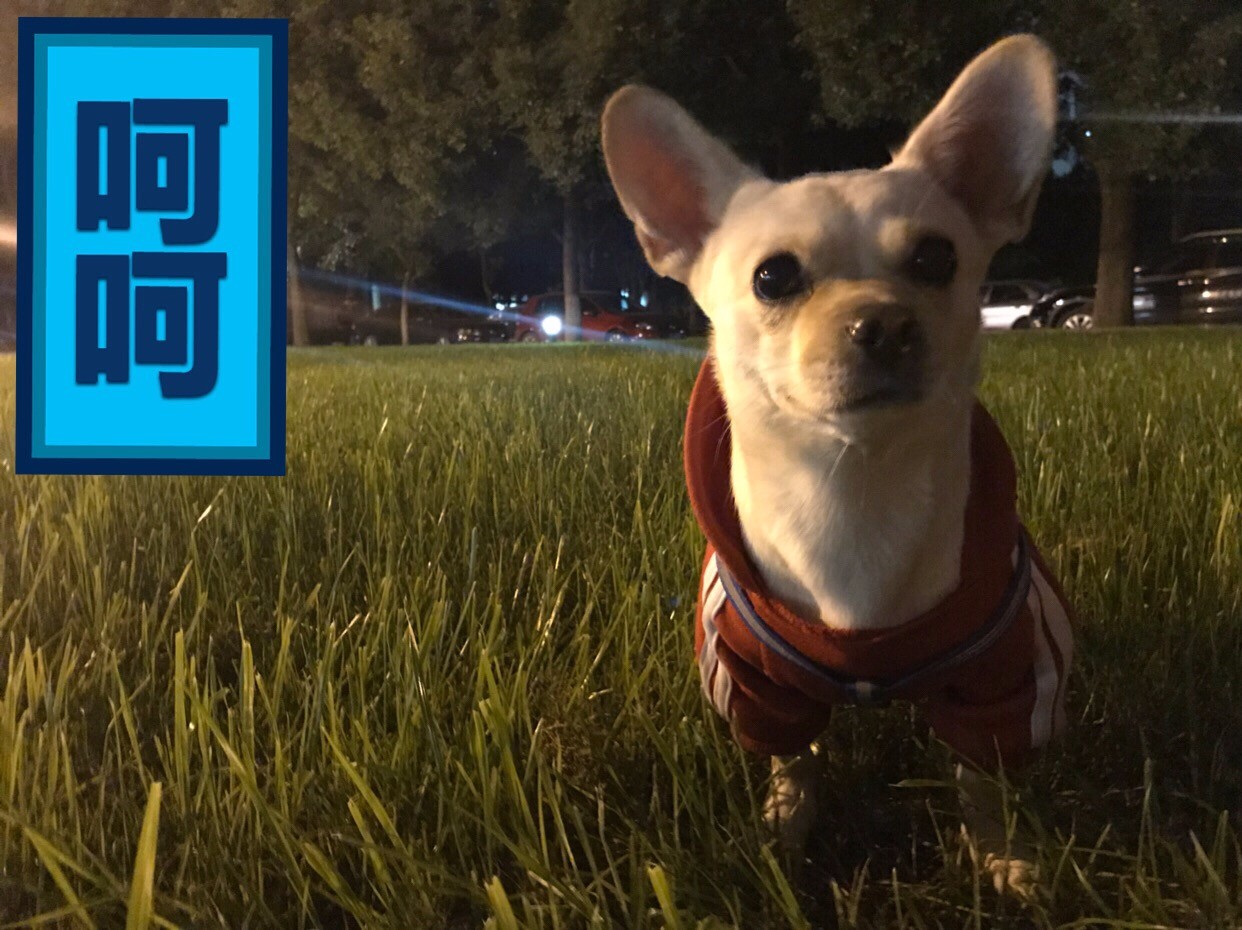 宠物爱心骗局新套路,宠物圈骗局大揭秘