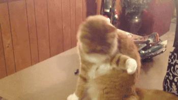 热成像特效能显示放屁吗,热成像放屁检测特效剪映