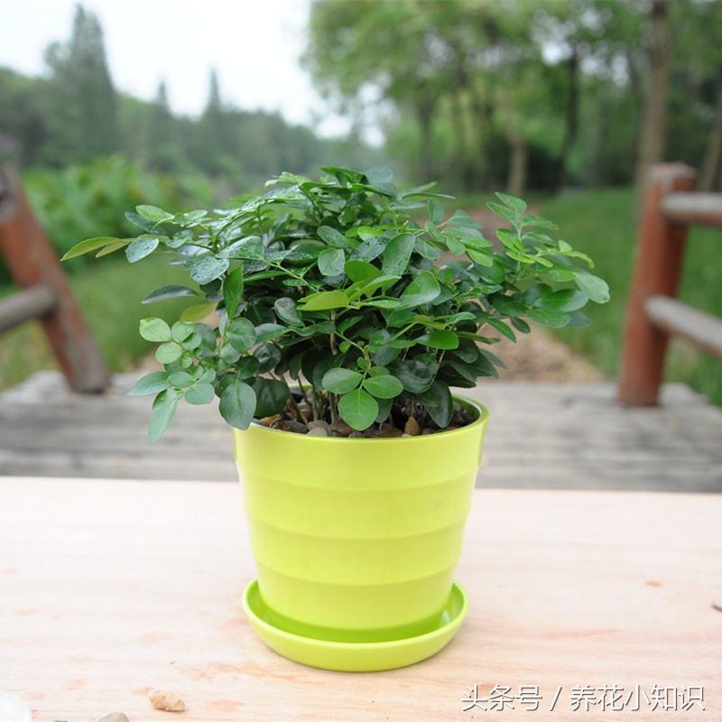 盆栽牡丹冬季可以自然越冬吗,绣球冬季怎样修剪和保护才能越冬