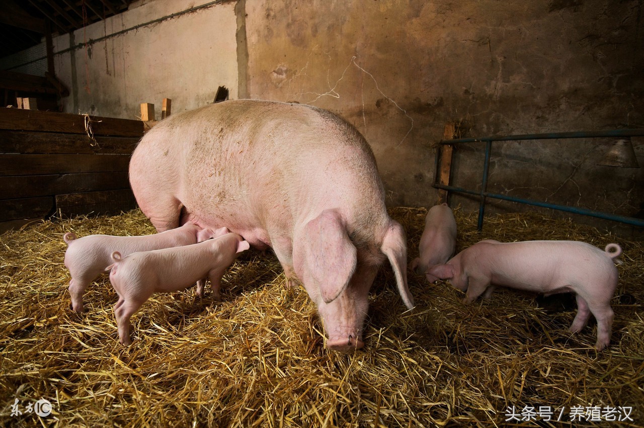 猪脱肛什么原因造成的,猪脱肛是什么原因导致的