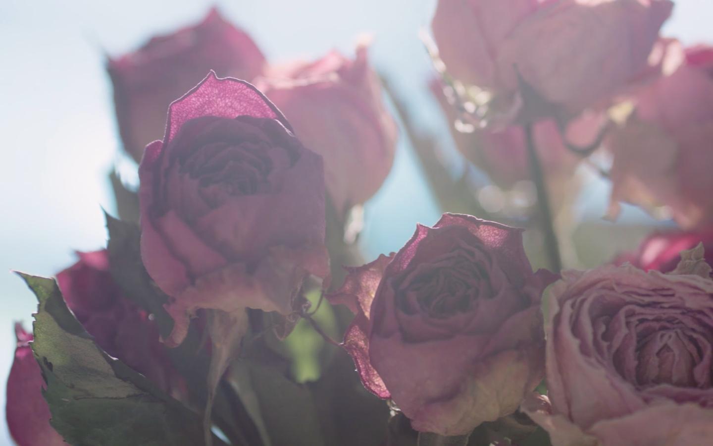 怎么保留花色做干花,如何把鲜花做成干花保留花色