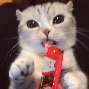 怎么样识别猫对人的依赖,怎么了解猫的心理