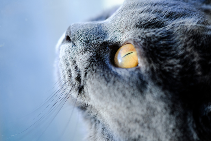 富士xf50mmf2评测,富士xf80mmf2.8