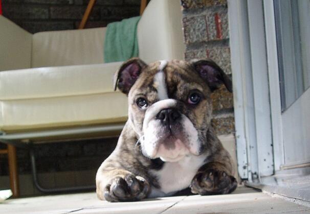 犬种百科之泰迪,犬种百科之比熊