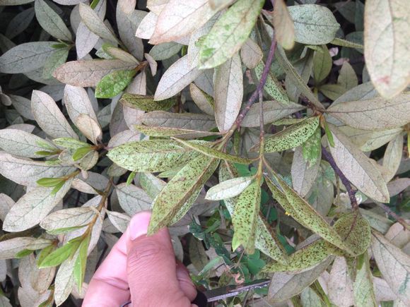 杜鹃花上有红蜘蛛怎么办,杜鹃红蜘蛛怎么治