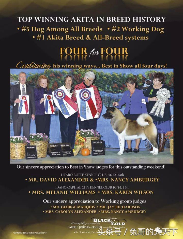 akc最受欢迎犬种排名,akc将犬种分为七个组别分别是