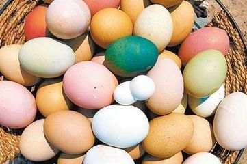 孕妇吃鸡蛋鸭蛋鸽子蛋鹅蛋哪个好,鹅蛋鸡蛋鸽子蛋营养对比