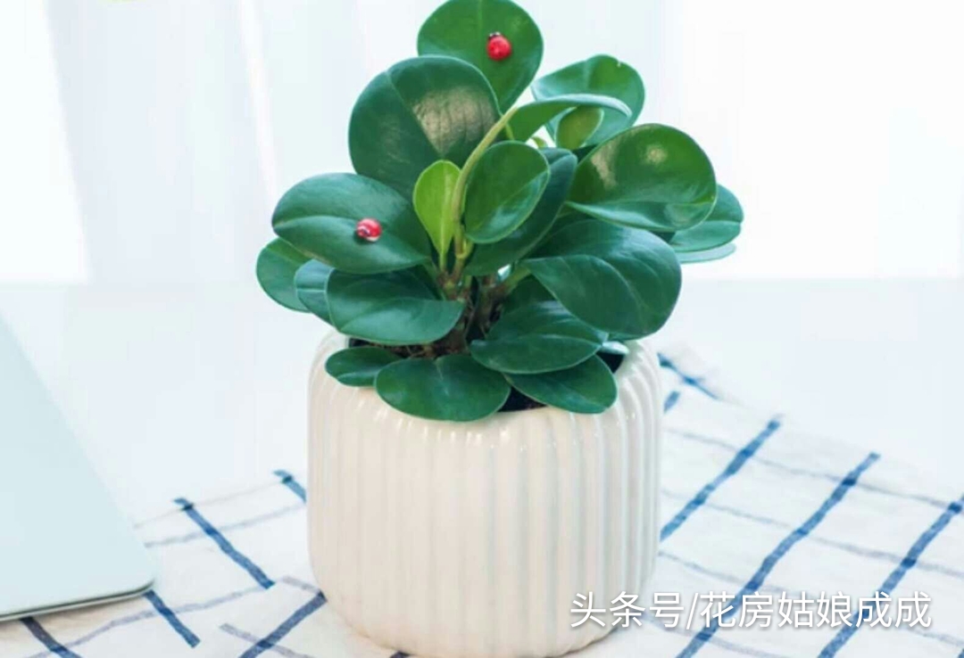 如何让豆瓣绿快速生根,碧玉豆瓣绿的养殖方法和注意事项