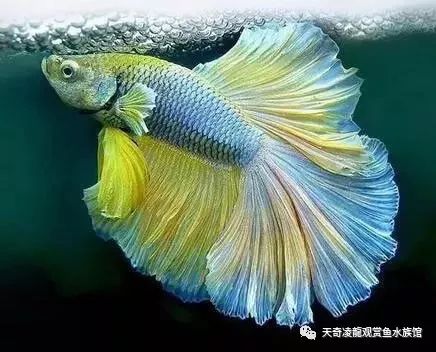 观赏鱼体内的寄生虫如何治疗,观赏鱼寄生虫治疗处理