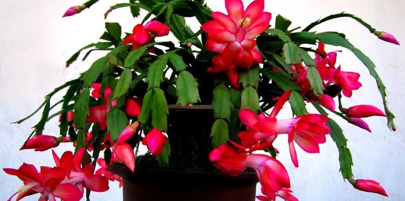 令箭荷花嫁接蟹爪兰的方法,令箭荷花扦插蟹爪兰