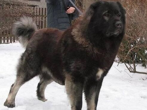 成年犬呕吐怎么办,成年犬呕吐厉害咋办