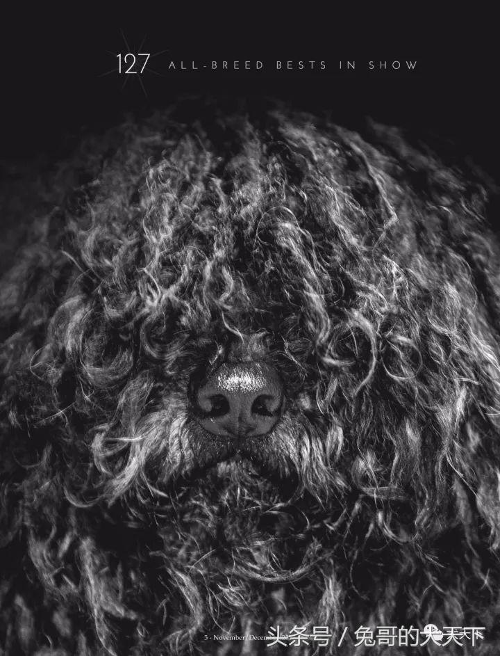 akc最受欢迎犬种排名,akc将犬种分为七个组别分别是