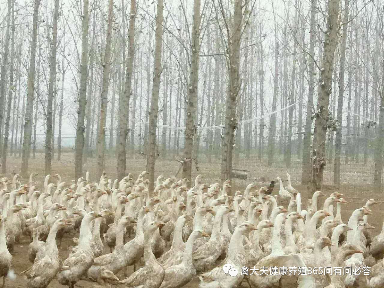 高产蛋禽饲养技术,高产蛋禽饲养管理的误区