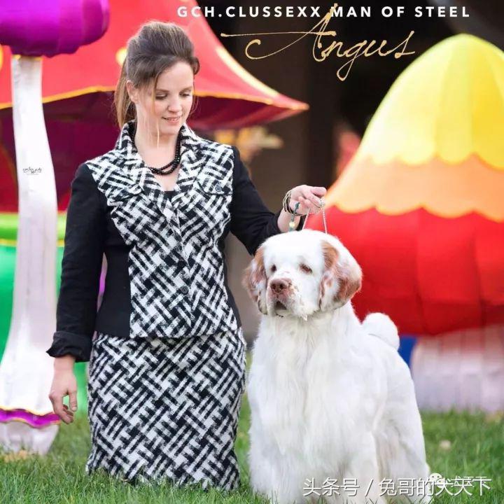 akc最受欢迎犬种排名,akc将犬种分为七个组别分别是