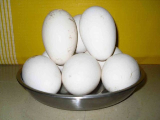 孕妇吃鸡蛋鸭蛋鸽子蛋鹅蛋哪个好,鹅蛋鸡蛋鸽子蛋营养对比