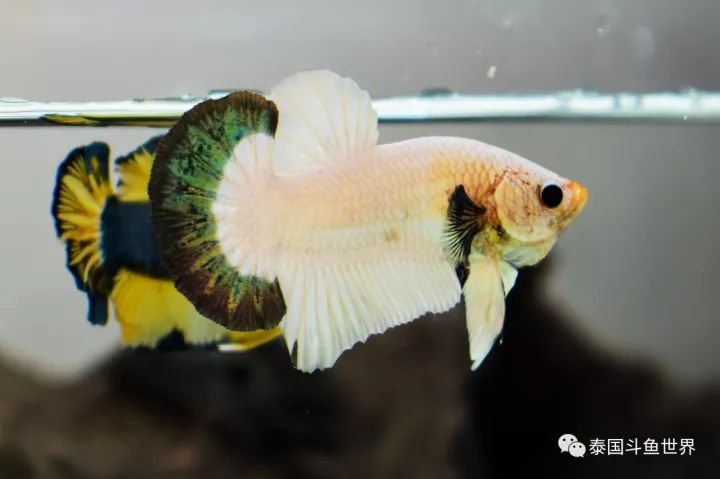 泰国斗鱼拍卖小丑鱼,泰国斗鱼拍卖最新视频